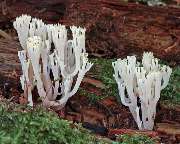 Artomyces pyxidatus (Pers.) Jülich Cuarto Premio I Concurso Fotográfico Asociación Micológica Conquense 2010