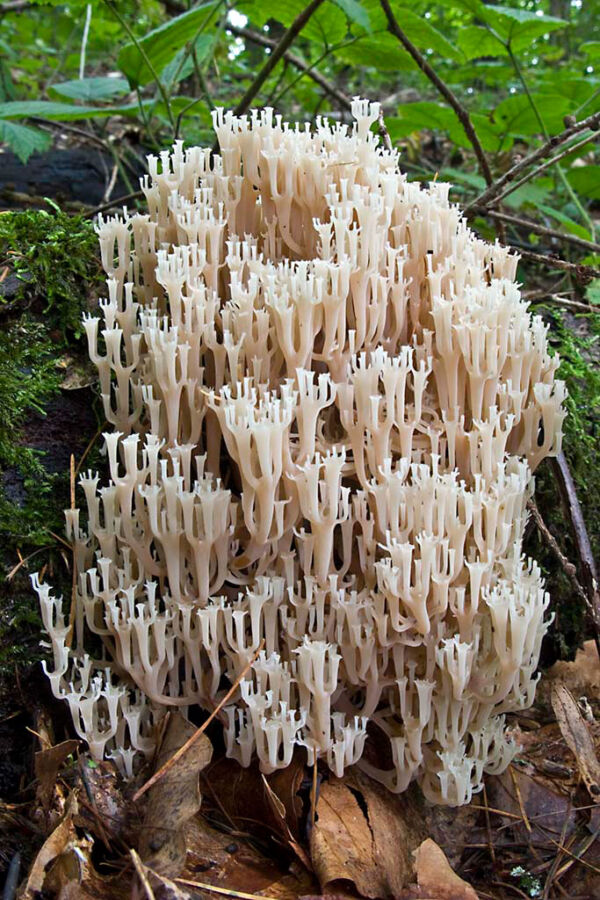 Clavicorona pyxidata (Pers.) Jülich. Mejor conjunto IX Concurso de Fotografía Micológica Asociación Micológica Zamorana 2008