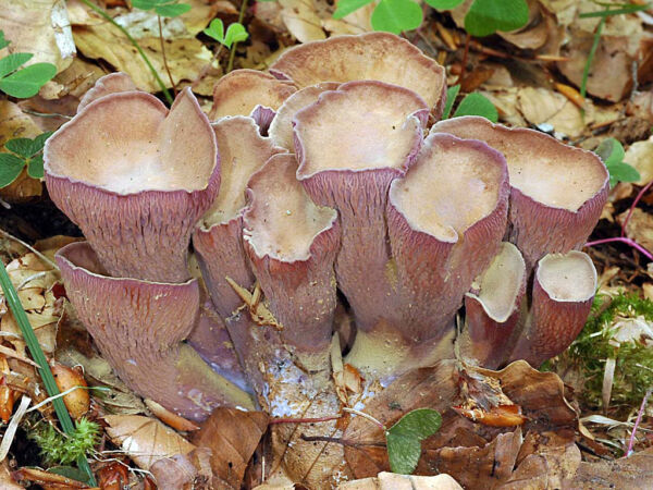 Gomphus clavatus (Pers.) Gray. Primer Accésit III Concurso Fotográfico Micológico de Piloña 2007