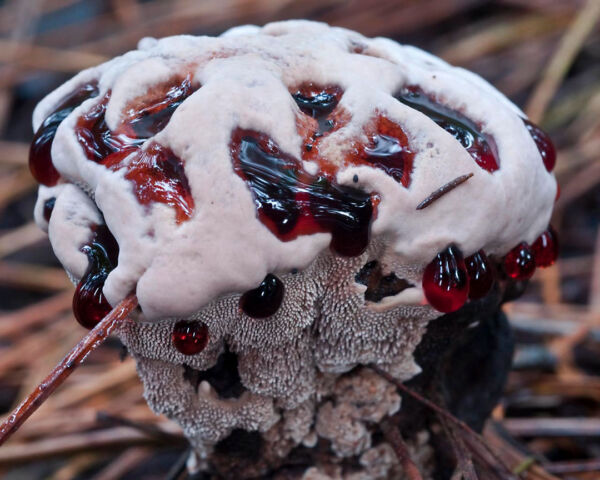 Hydnellum ferrugineum (Fr.) P. Karst. Tercer premio VI Concurso Fotográfico Agrupación Micológica Verpa Rioja 2010