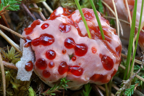 Hydnellum peckii Banker. Primer Premio XIII Concurso de Fotografía Sociedad Micológica de Madrid 2004