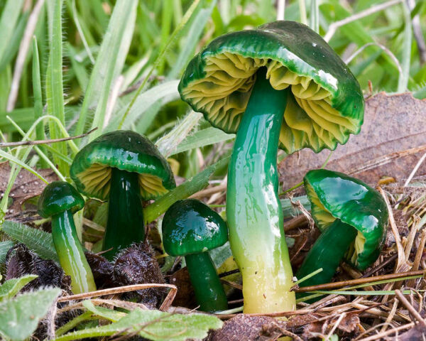 Hygrocybe psittacina (Schaeff.) P. Kumm. Primer Premio XIX Concurso Fotográfico Sociedad Micológica de Madrid 2010