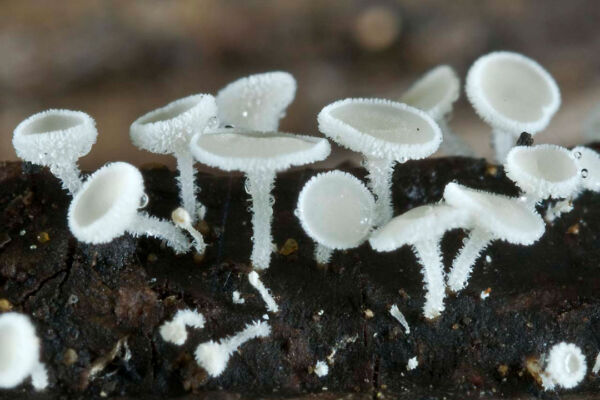 Lachnum virgineum (Batsh) P. Karst. Mejor conjunto IX Concurso de Fotografía Micológica Asociación Micológica Zamorana 2008