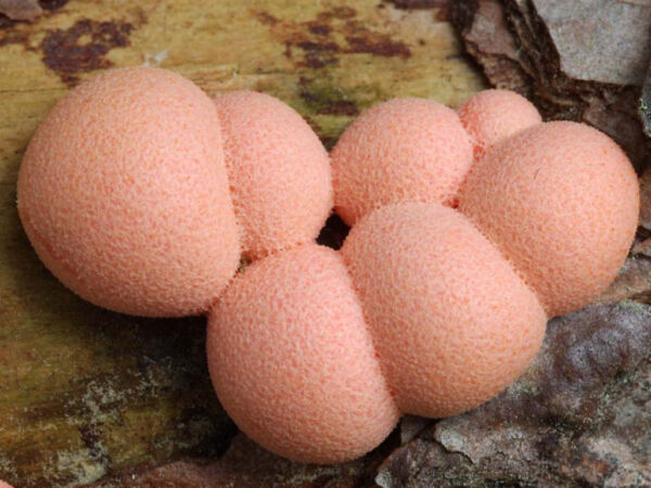 Lycogala epidendrum (J.C. Buxb. sx L.) FR. Primer Accésit Concurso de Fotografía Asociación Micológica Lactarius 2004