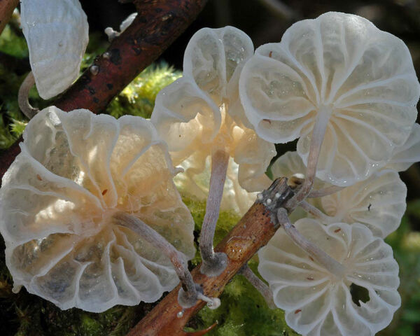Marasmiellus virgatocutis Robich, Esteve-Rav. & G. Moreno Clasificada Concurso de Fotografía Micológico WorldFungi 2007