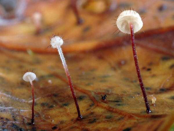 Marasmius hudsonii (Pers.) Fr. Primer Premio XV Concurso de Fotografía Sociedad Micológica de Madrid 2006