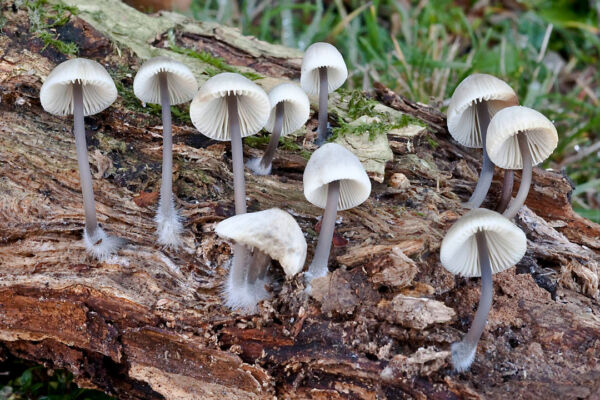 Mycena arcangeliana Bres. Tercer Premio X Concurso de Fotografía Sociedad Micológica Valenciana 2012
