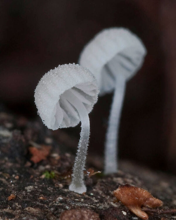 Mycena corynephora Maas Geest. Tercer Premio XIV Concurso Fotográfico Asociación Micológica de Navaleno 2010