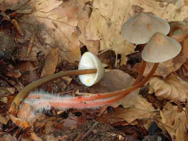 Mycena crocata (Schrad.) P. Kumm. Tercer Premio Concurso Fotográfico Micológico Siles 2009