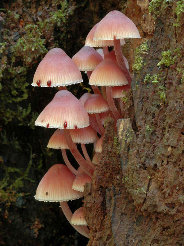 Mycena haematopus (Pers.) P. Kumm. Clasificada Concurso Fotografía Micológica WorldFungi 2007