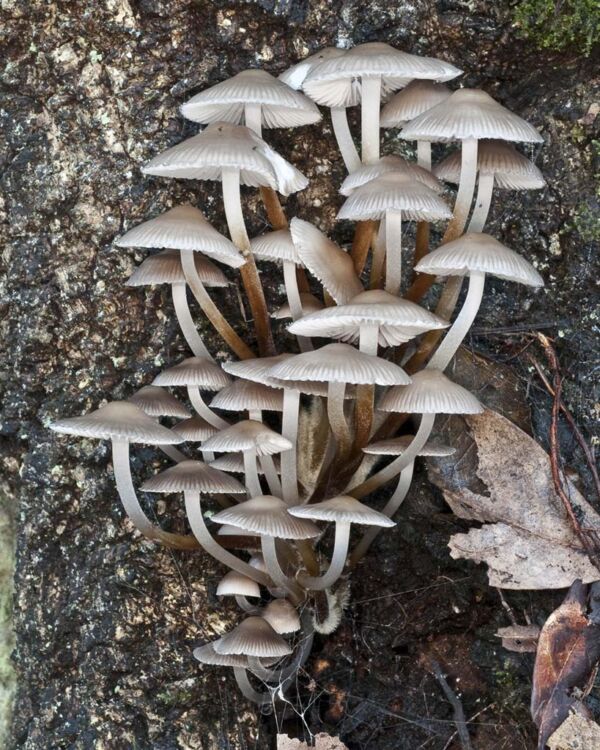 Mycena inclinata (Fr.) Quél. Segundo Premio a la colección Concurso Fotográfico Sociedad Micológica de Albacete 2010