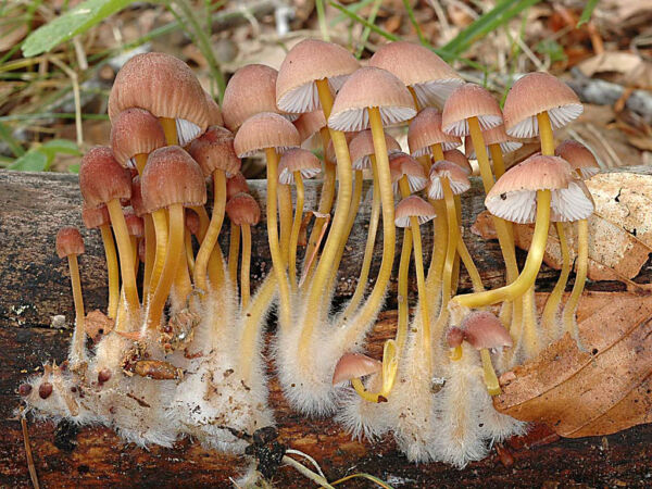 Mycena renati Quél. Segundo Premio de Fotografía Sociedad Micológica Valenciana 2006