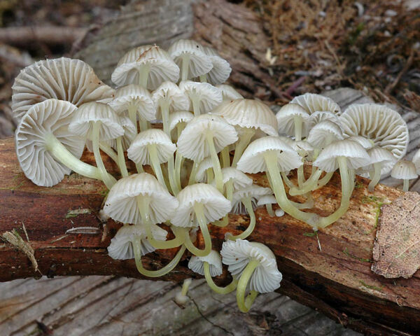 Mycena sp. Tercer premio VIII Concurso de Fotografía Sociedad Micológica Valenciana 2010