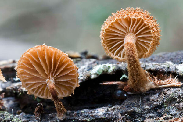 Phaeomarasmius erinaceus (Fr.) Scherff e Romagn. Primer premio XVII Concurso de Fotografía Sociedad Micológica de Madrid 2008