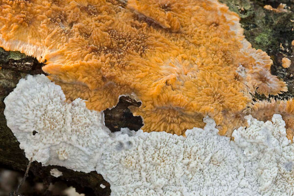 Phlebia radiata FR. vs. Phlebia rufa (Pers.) M.P. Christ. Segundo Premio a la colección Concurso Fotográfico Sociedad Micológica de Albacete 2010