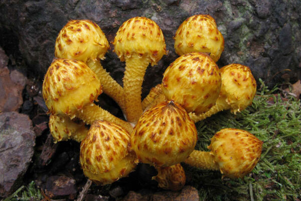 Pholiota cerifera P. Karst. Mejor conjunto IX Concurso de Fotografía Micológica Asociación Micológica Zamorana 2008