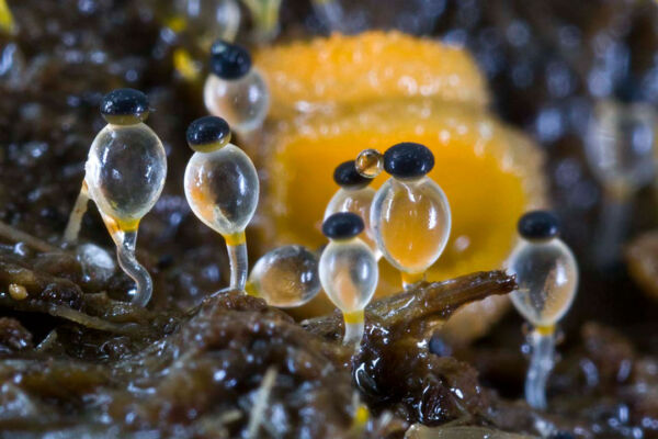 Pilobolus crystallinus var. kleinii P. Karst. Mejor conjunto IX Concurso de Fotografía Micológica. Asociación Micológica Zamorana