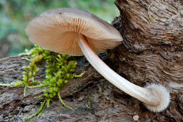 Pluteus plautus (Weinm.) Gillet. Tercer Premio Concurso de Fotografía Micológica Siles 2010
