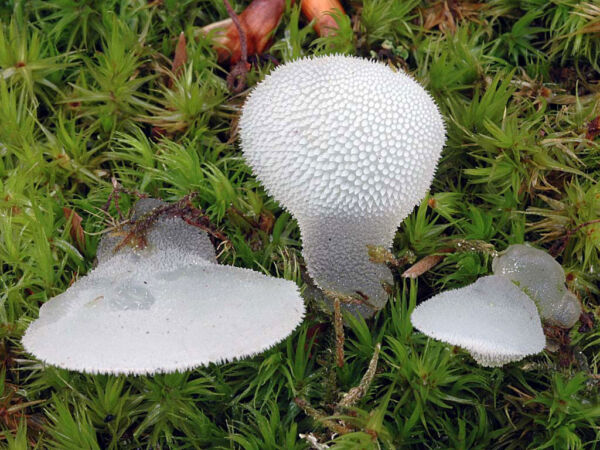Pseudohydnum gelatinosum (Scop.) P. Karst. Tercer Premio VII Concurso de Fotografía Micológica. Asociación Micológica Zamorana 2006