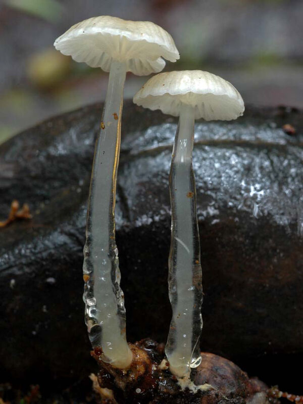 Roridomyces roridus (Scop.) Rexer. Clasificada Concurso Fotografía Micológica. WorldFungi 2007